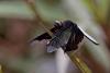 353845 – Photo : Lionel Casset – Gabon